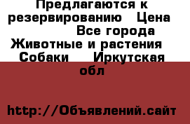 Предлагаются к резервированию › Цена ­ 16 000 - Все города Животные и растения » Собаки   . Иркутская обл.